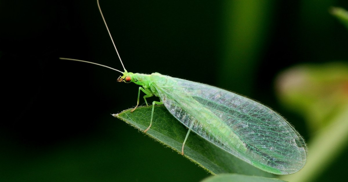 10x Bewijs Dat Nuttige Insecten In De Tuin Bestaan!