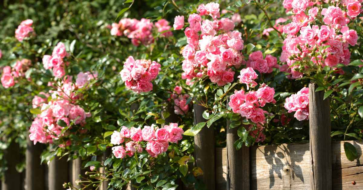 De Tuin Bemesten In Het Najaar Het Klusje Dat Je Snel Vergeet