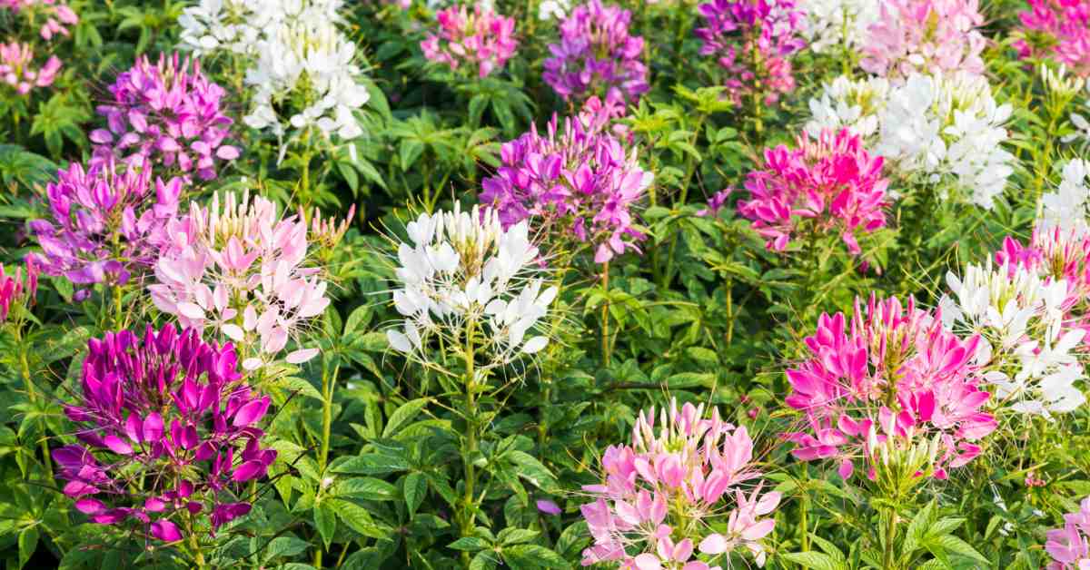 Najaarsbloemen In De Tuin Voor Een Kleurrijke Herfst