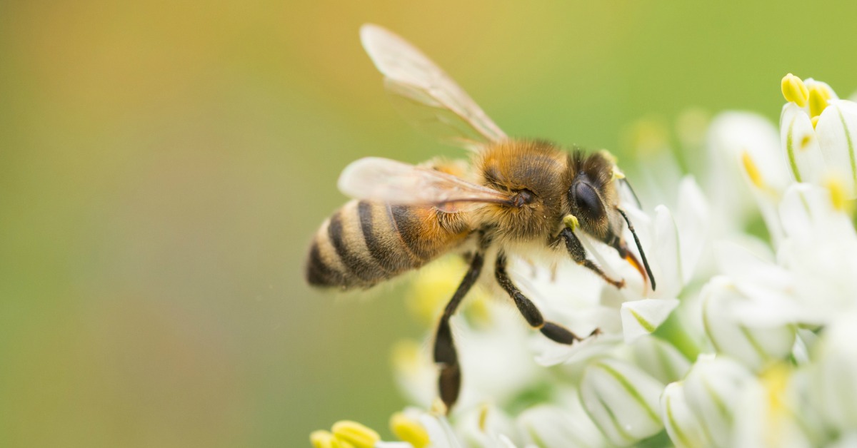 10x Bewijs Dat Nuttige Insecten In De Tuin Bestaan!