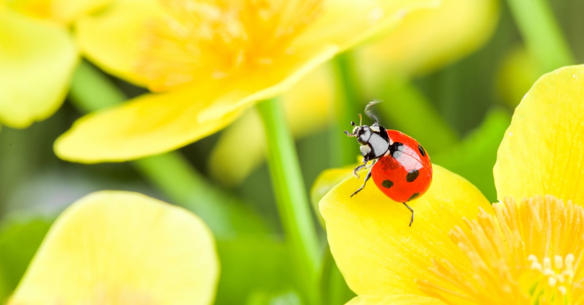 10x Bewijs Dat Nuttige Insecten In De Tuin Bestaan!