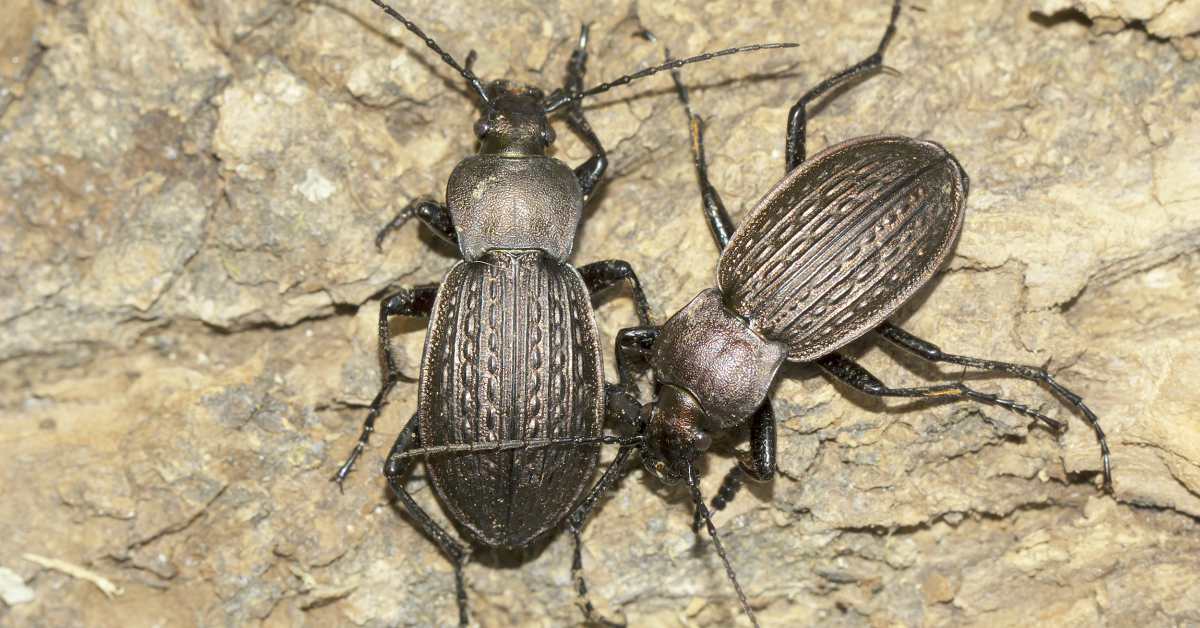 10x Bewijs Dat Nuttige Insecten In De Tuin Bestaan!