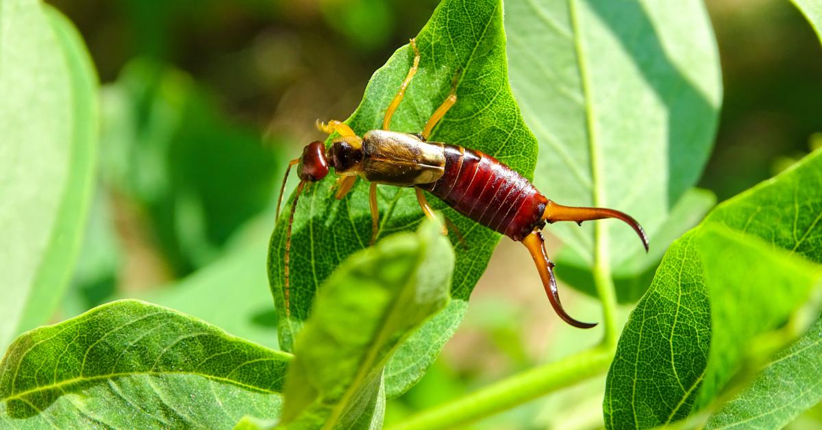 10x Bewijs Dat Nuttige Insecten In De Tuin Bestaan!