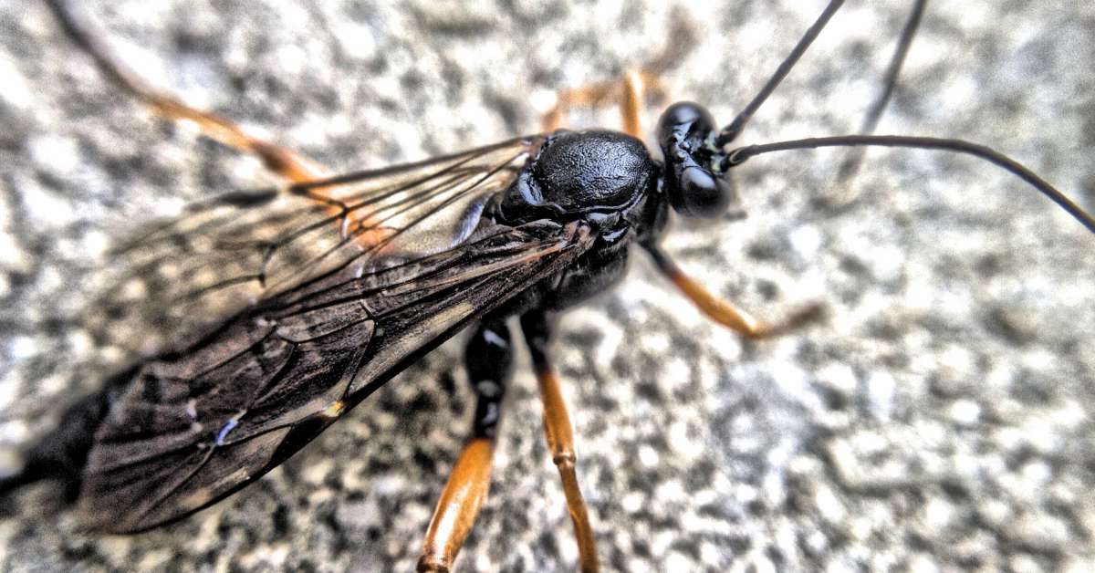 10x Bewijs Dat Nuttige Insecten In De Tuin Bestaan!