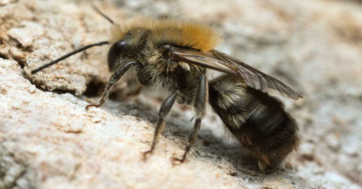 10x Bewijs Dat Nuttige Insecten In De Tuin Bestaan!