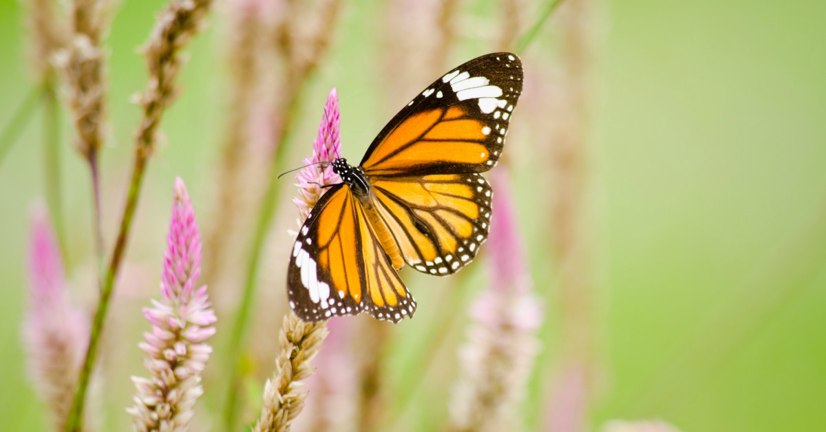 Uitbeelding documentaire Stap Een Eigen Vlindertuin: 15 Planten En Struiken Die Vlinders Aantrekken