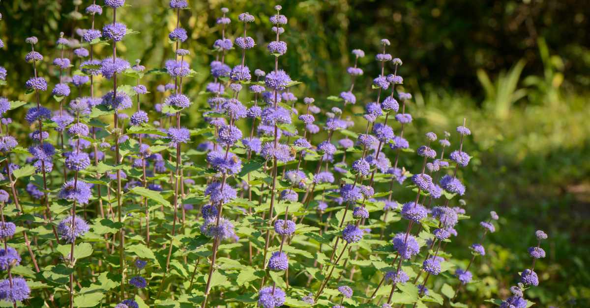 Najaarsbloemen In De Tuin Voor Een Kleurrijke Herfst