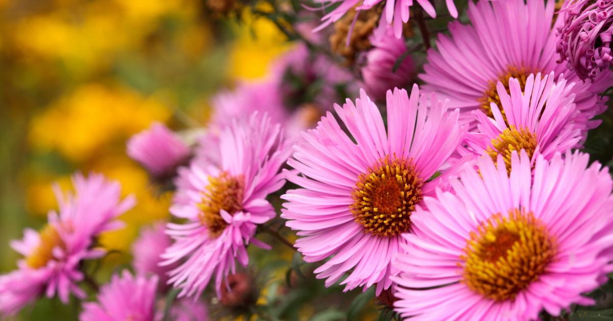 Ongebruikt Najaarsbloemen In De Tuin Voor Een Kleurrijke Herfst DT-23