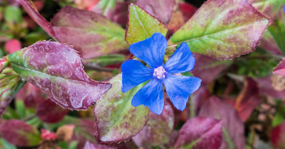 Najaarsbloemen In De Tuin Voor Een Kleurrijke Herfst