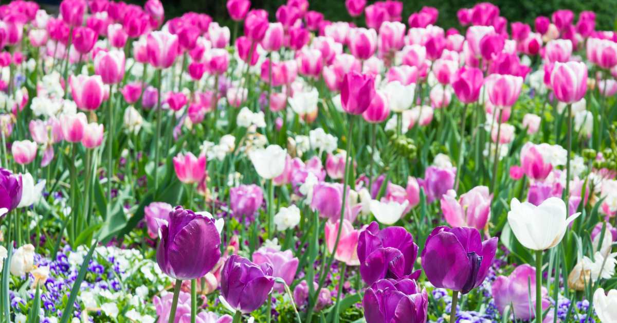 Je Kleine Tuin Groot Laten Lijken 20 Tips Buitenlevengevoel.nl