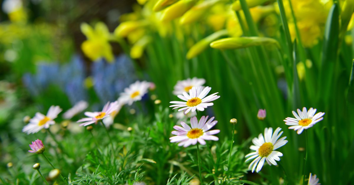 De Tuin Bemesten In Het Voorjaar Zo Help Jij De Tuin Een Handje