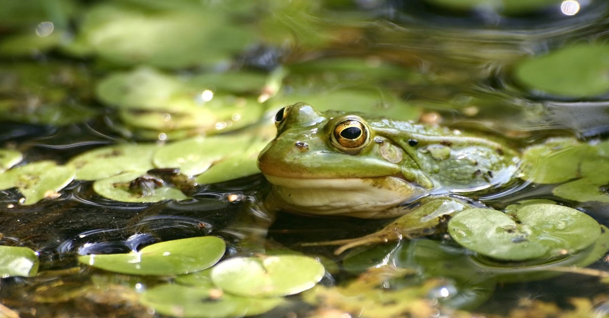 Diervriendelijk Tuinieren Zo Verwelkom Jij De Dieren In Je Tuin