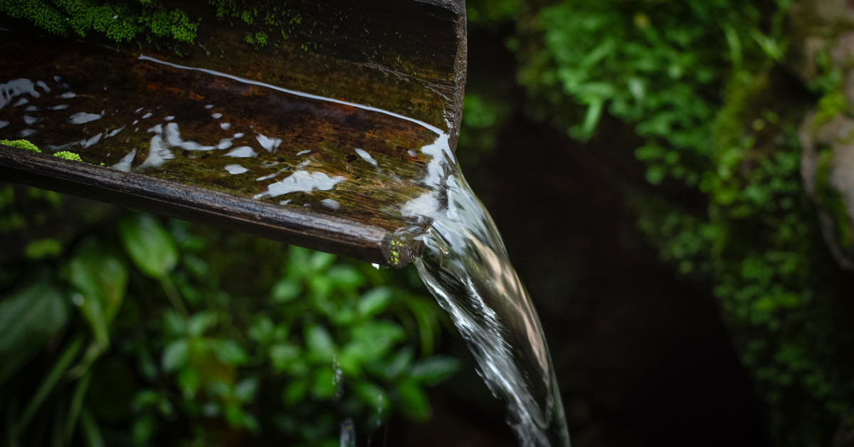 Kikkers Uit De Tuin Houden 5 Diervriendelijke Tips