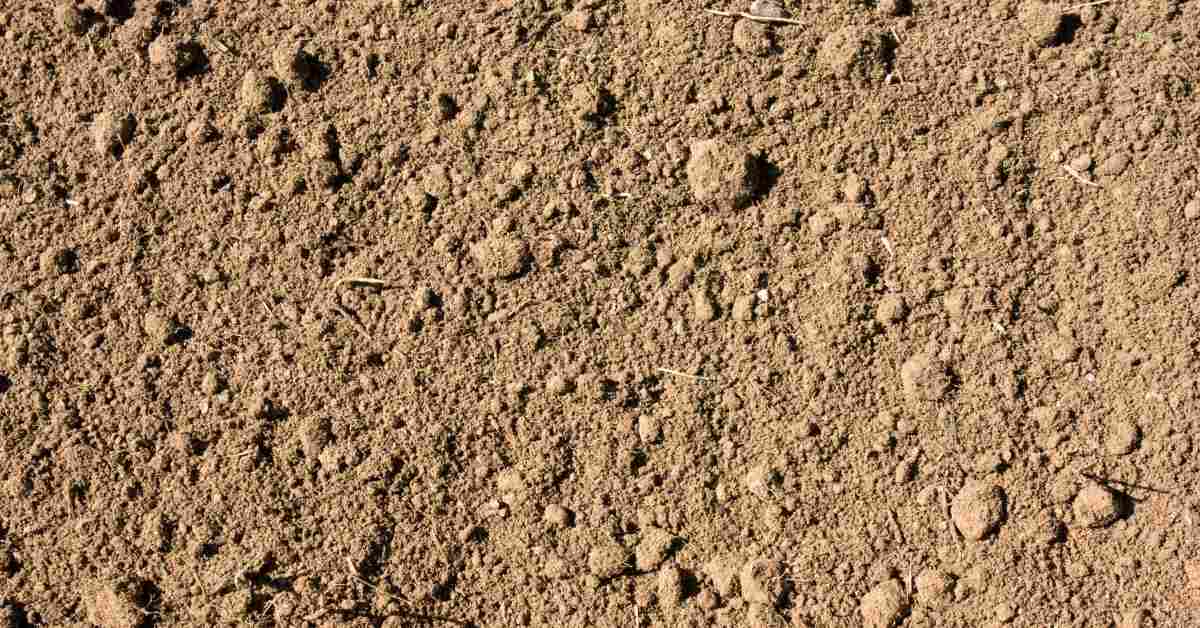 Amuseren Harmonie Kudde Zandgrond Verbeteren Voor De Moestuin: 5 Makkelijke Methoden