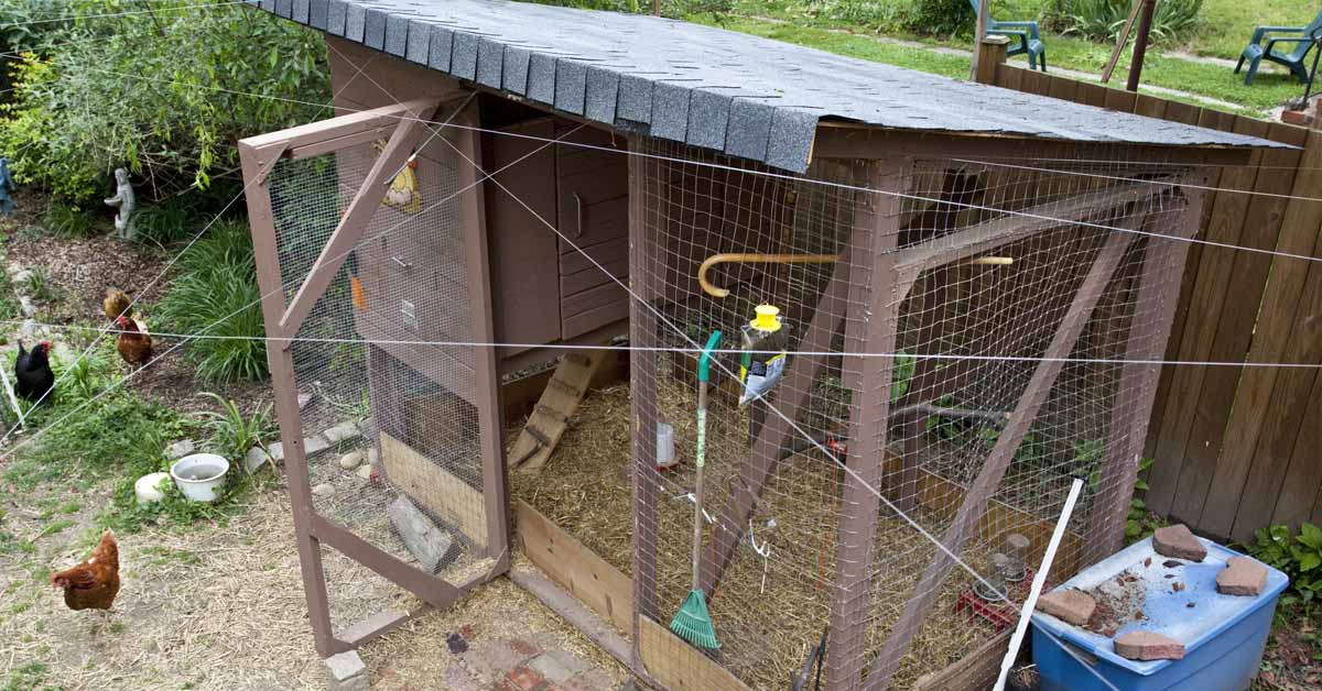 Begraafplaats Sceptisch systeem Kippenhok maken | Zelf een kippenren maken: stappenplan