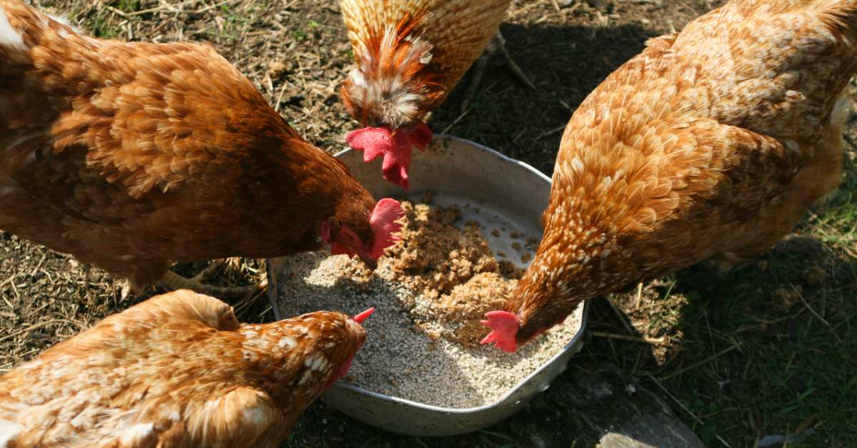 Kippen Houden In De Tuin Buitenlevengevoel.nl