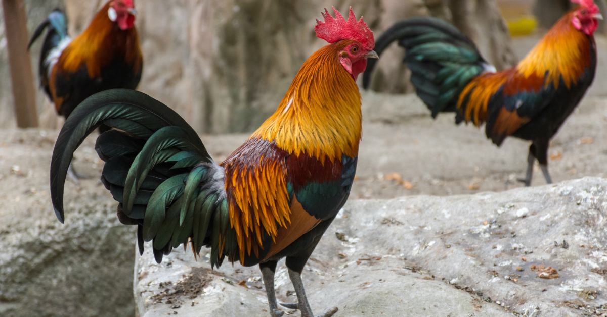 Kippen Houden In De Tuin Buitenlevengevoel.nl