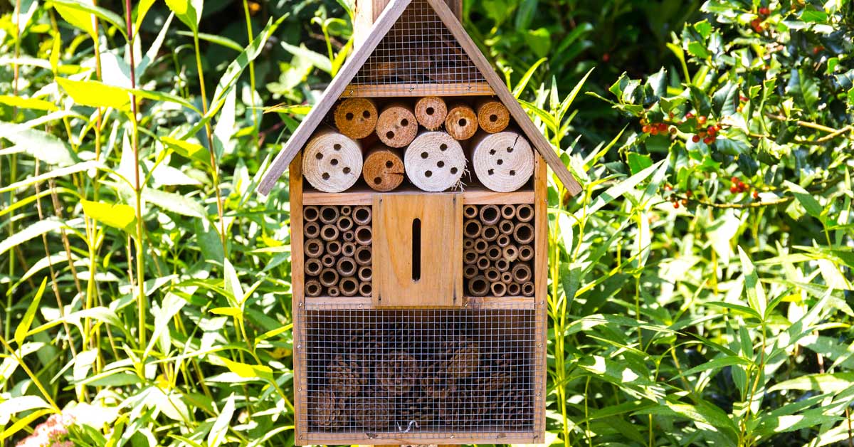 Hoe lok je insecten naar je tuin? Insectenhotel, water, hout en meer tips