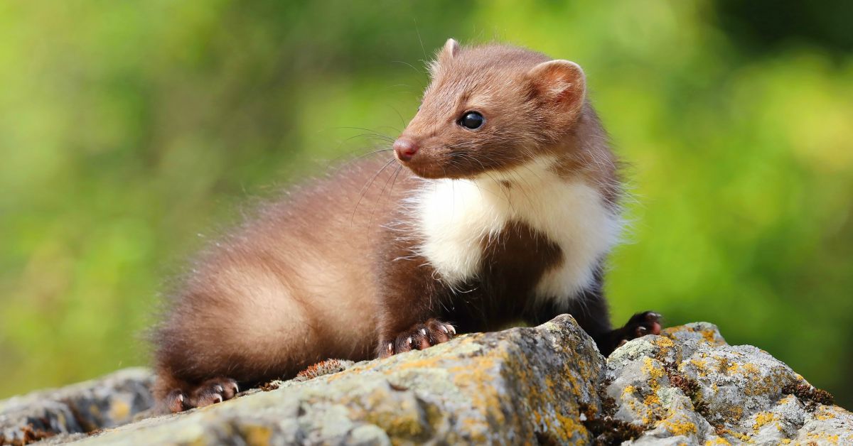 Kippen Houden In De Tuin Buitenlevengevoel.nl