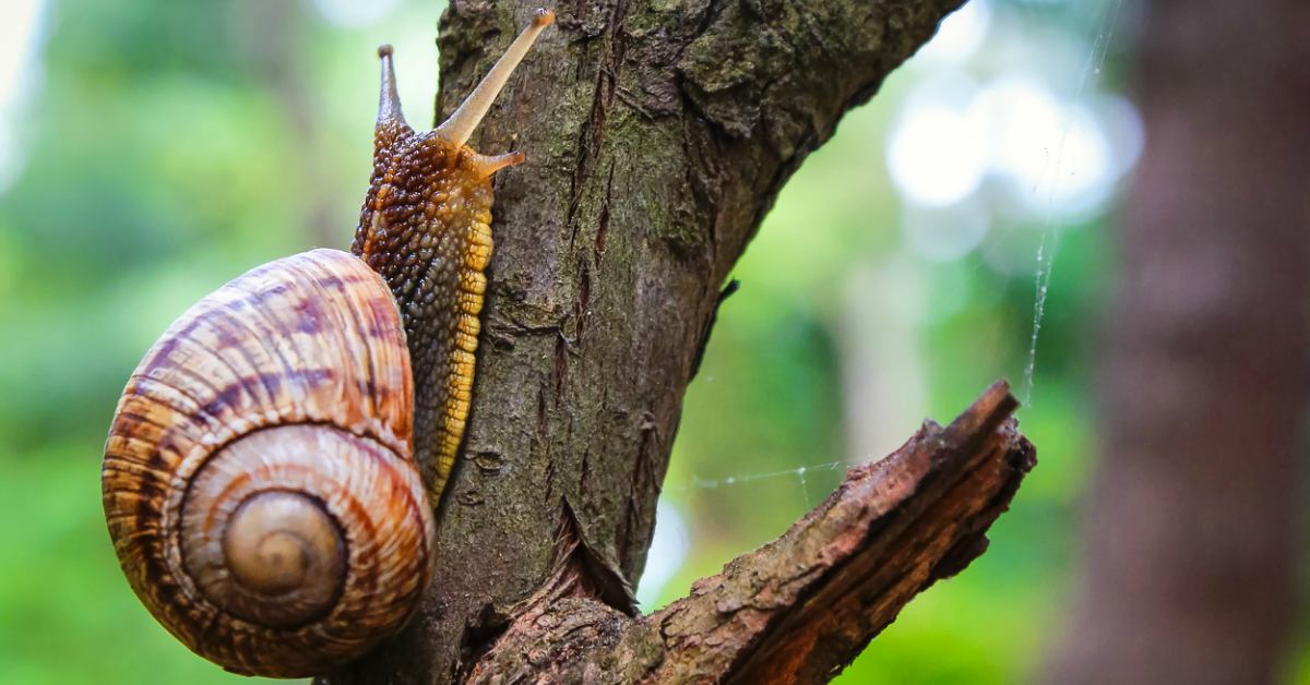 Slakken In De Tuin Bestrijden 14 Diervriendelijke Methoden Uitgelegd