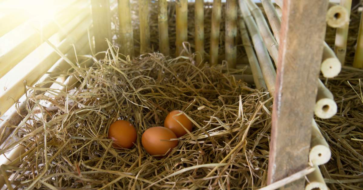 Kippen Houden In De Tuin Buitenlevengevoel.nl