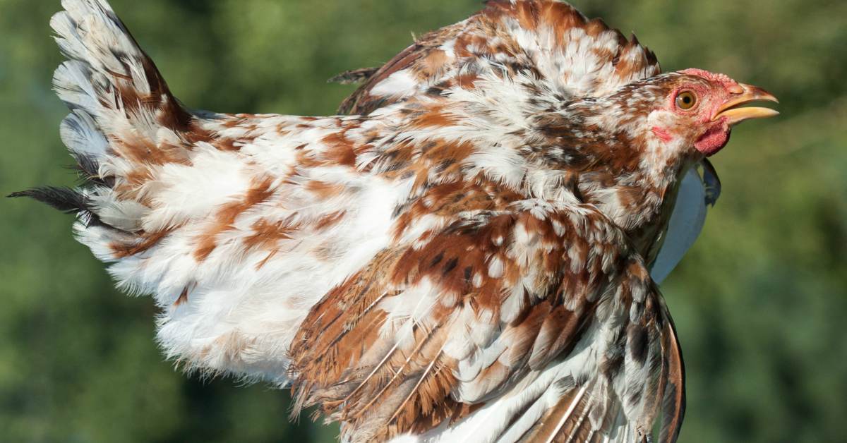 Kippen Houden In De Tuin Buitenlevengevoel.nl