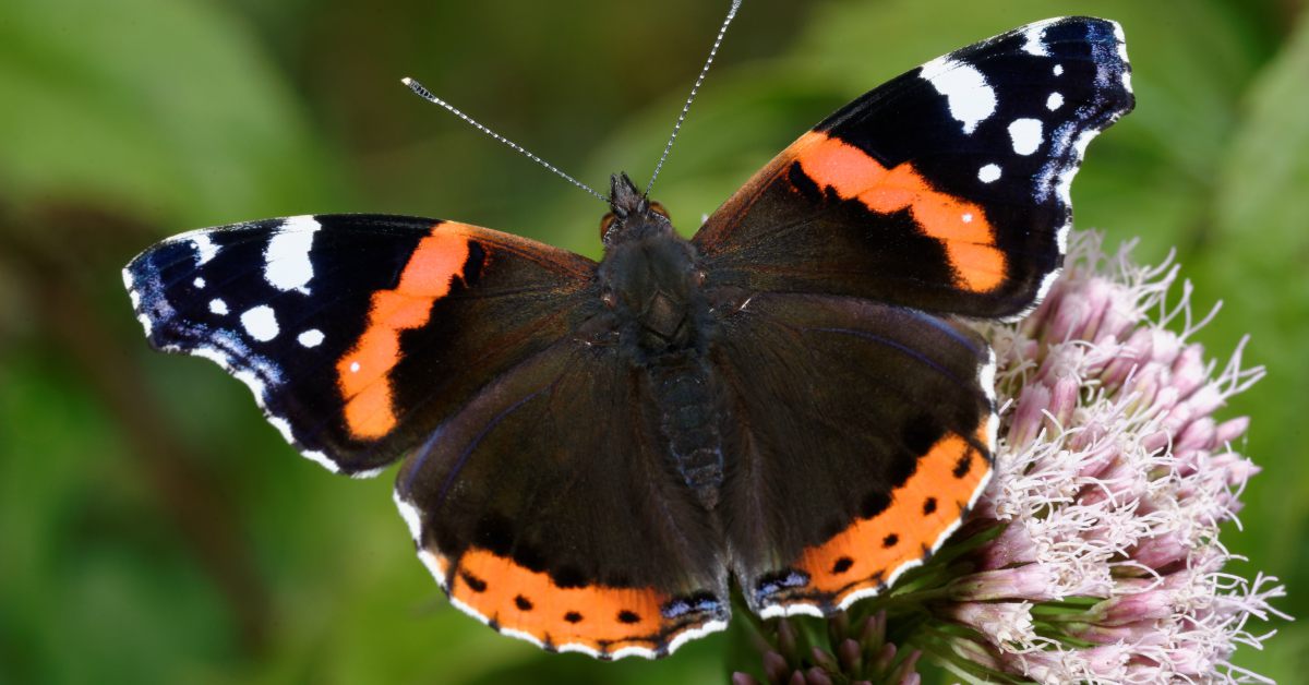 rijm kapsel Staat Vlinders in Nederland Herkennen: Deze 15 Zorgen Voor Zomerkriebels