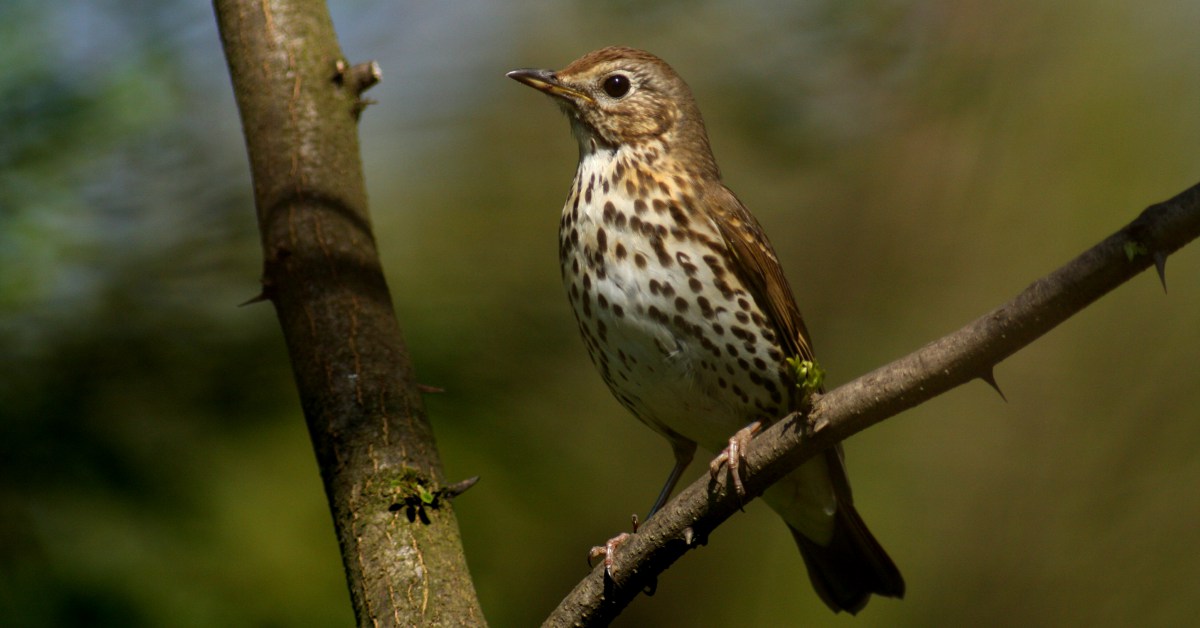 Vogels In De Tuin Herkennen 27 Tuinvogels &amp; Info Buitenlevengevoel.nl